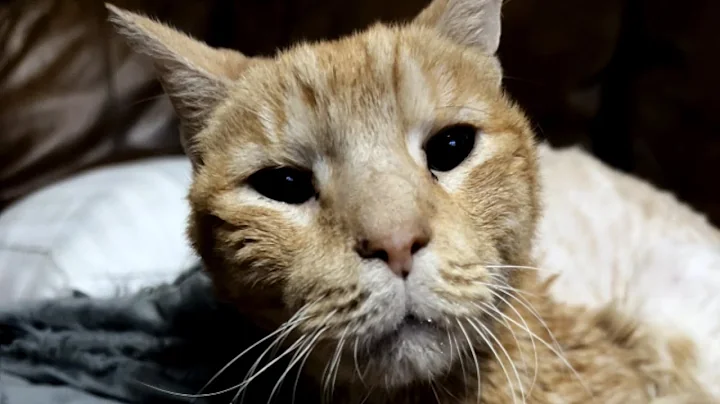 Lonely elderly cat finally gets the life he deserves - DayDayNews