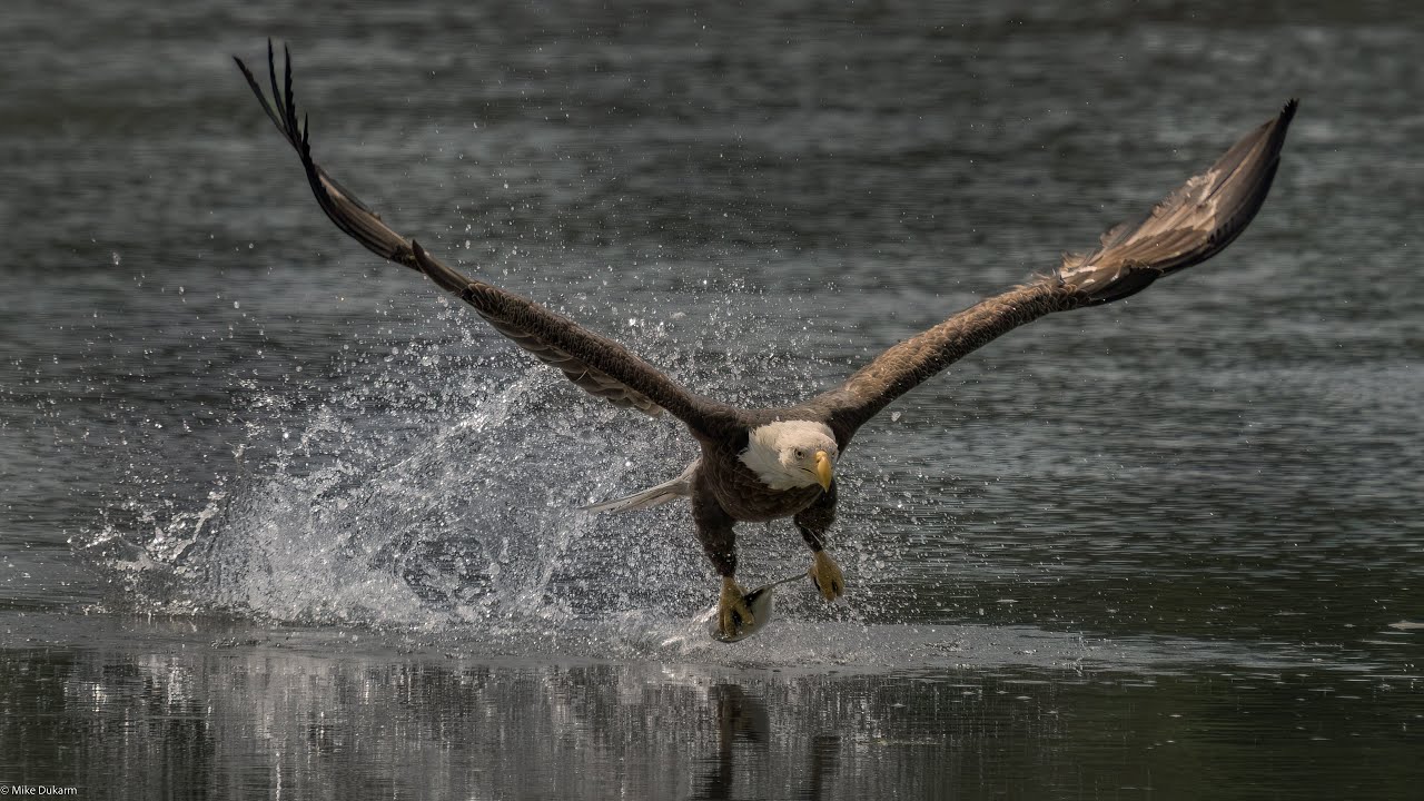 BALD EAGLES OF CENTERPORT !! YouTube