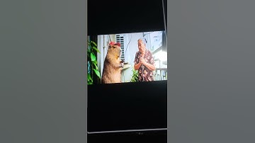 Capy giúp bà sửa điều hòa và cái kết #ongbavaboss #capybara