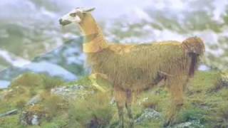 Biodiversidad en el Perú -- SPDA Biodiversidad en el Perú -- SPDA