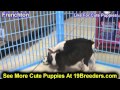 Frenchton, Puppies For Sale, In, Bellevue, Washington, WA, Yakima, Kitsap, Thurston, Clark, Spokane, Frenchton, Puppies For Sale, In, Bellevue, Washington, WA, Yakima, Kitsap, Thurston, Clark, Spokane,