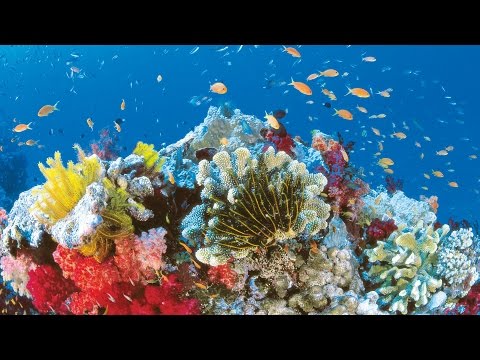 Video: Koraalrif. Groot Koraalrif. Die onderwaterwêreld van koraalriwwe