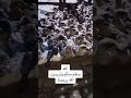طيور الخضيري التي مهاجره من روسيه بسبب البرد للعراق مبصطين بيها عل رصيف طيور الخضيري التي مهاجره من روسيه بسبب البرد للعراق مبصطين بيها عل رصيف