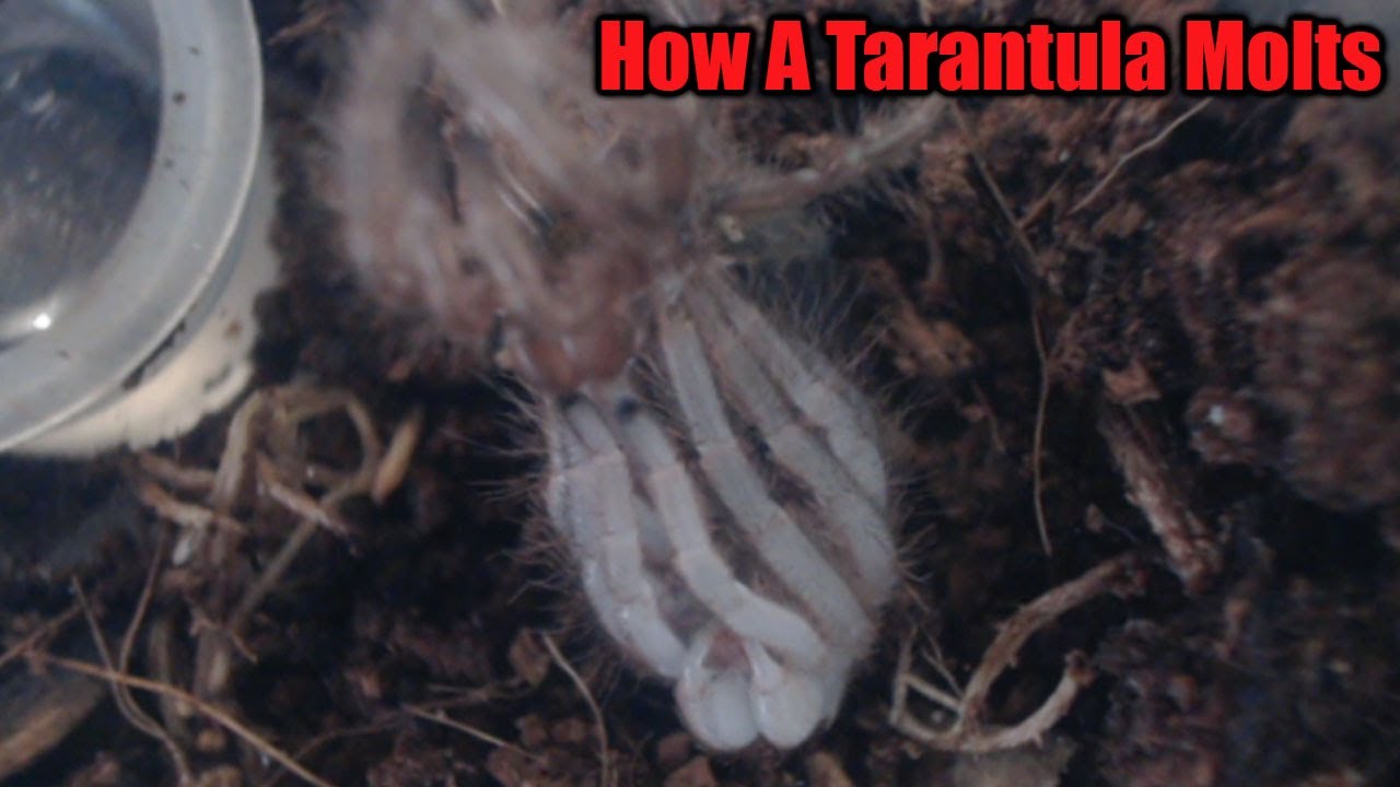 Tarantula Sling Molting Time lapse YouTube