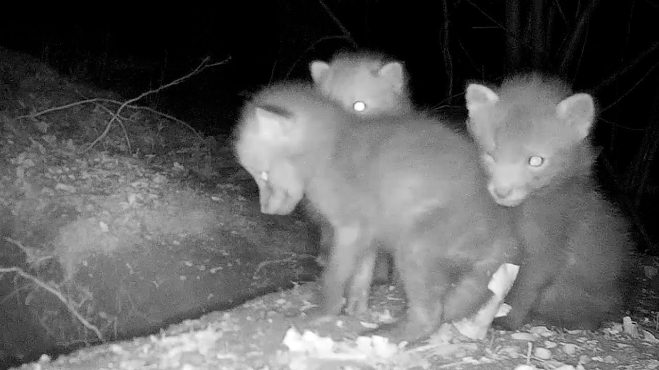 hornets font Red fox puppies (part 4). Beobachtungen am Fuchsbau. Eifel, Germany 7.5.2019