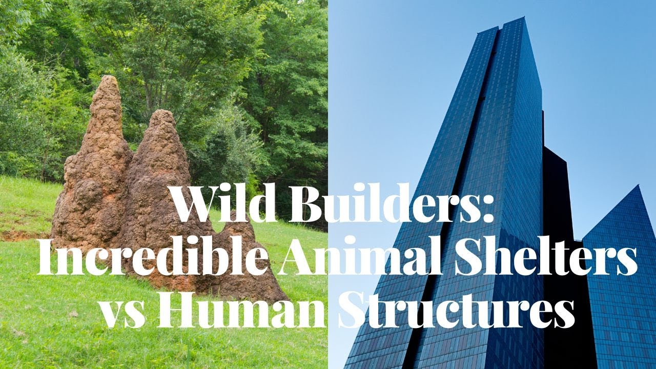 Wild Builders: Incredible Animal Shelters vs Human Structures - YouTube