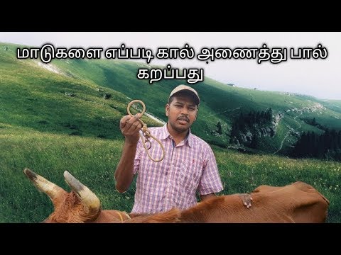 மாடுகளுக்கு கால் அணைத்து பால் கறப்பது எப்படி.