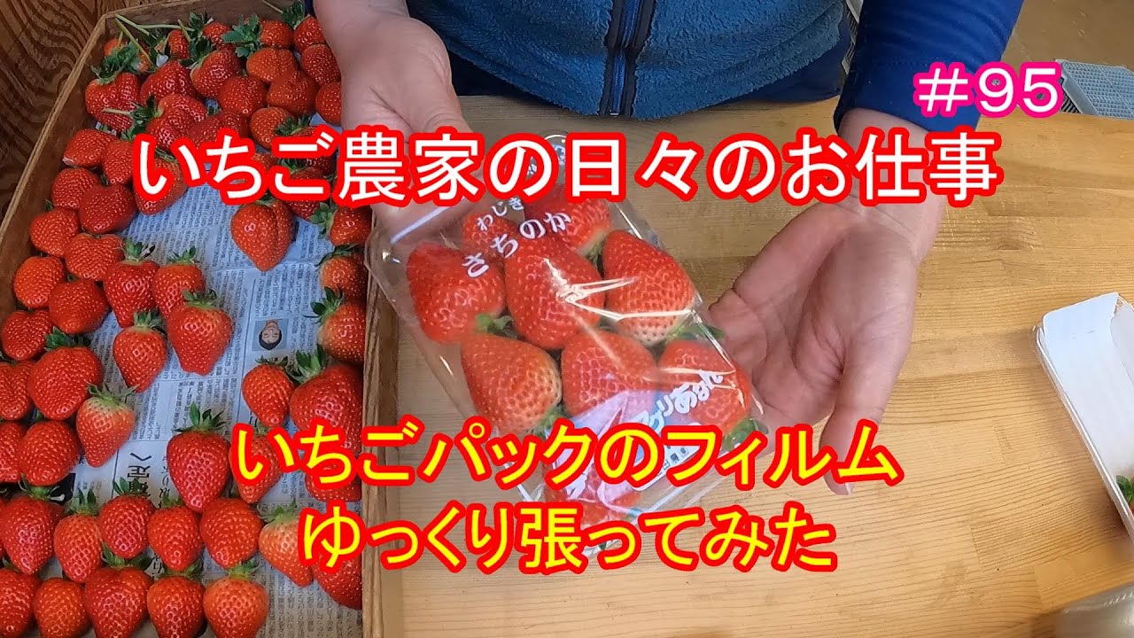 ９５ いちご農家の日々のお仕事 いちごパックのフィルム ゆっくり張ってみた Youtube