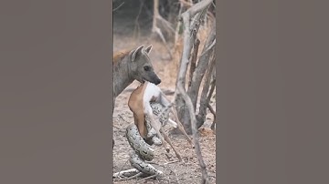 Poor Baby Impala Sandwiched Between A Python And Hyena