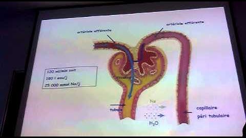 Đặc điểm hệ tiết niệu trẻ em