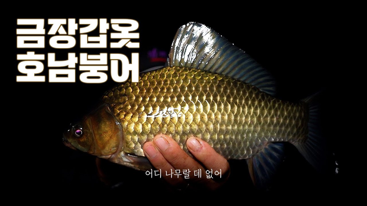 소야415 금장갑옷을 입은 호남붕어