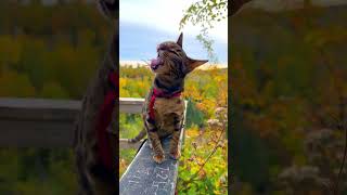 Cat Eats Unexpectedly Fuzzy Plant