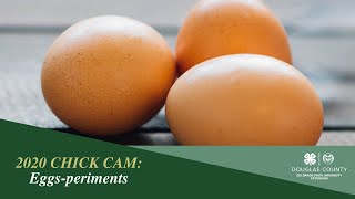 Chick Cam - Eggs-periments!
