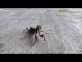Mantis .