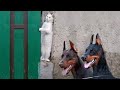 Animais engraçados  - Cães e gatos fofos fazendo coisas engraçadas