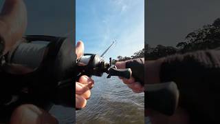 swimbait cod #murraycod #fishing #swimbait #freshwaterfishing #fishingaustralia #lurefishing