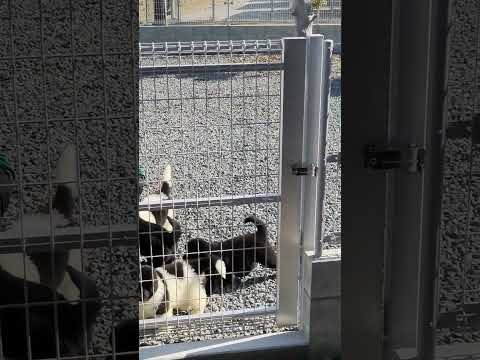 3月12日生まれニューファンドランド