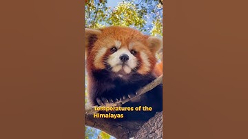 Why Red pandas don