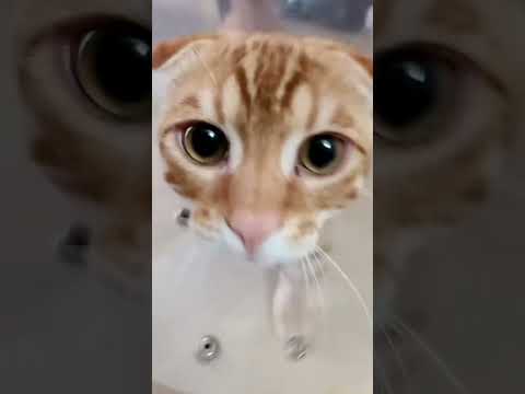 お迎えに上がる🐈 #キンカロー #子猫 #cat #猫のいる暮らし #猫 #catlover #고양이 #catvideos #catlovers #catvideo