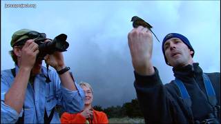 Outro - What We Can Learn from the Junco