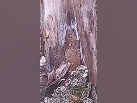 сценарий доу 8 марта с бабой ягой