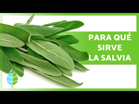 Video: ¿Es lo mismo cocinar salvia que untar salvia?