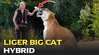 Liger big cat hybrids | tigers | Real animal hybrids | Hybrid big cats