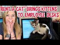 Office has cat library for employees to check out kittens for the workday