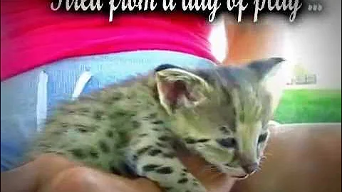 Video 1012931: f1 savannah kitten, f1 savannah female