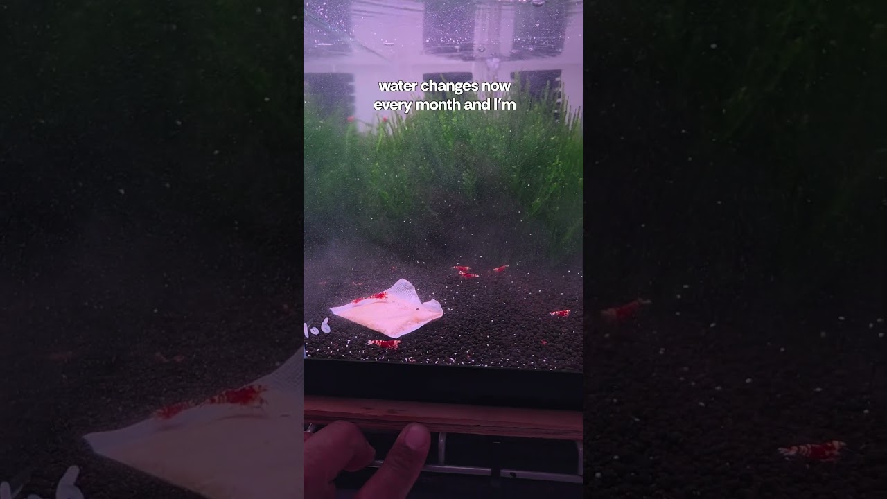 20% water changes for my Caridina tanks