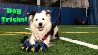 15 Cute Dog Tricks by Paige the Border Collie by snuggliepuppy 15,042 views 9 years ago 1 minute, 36 seconds