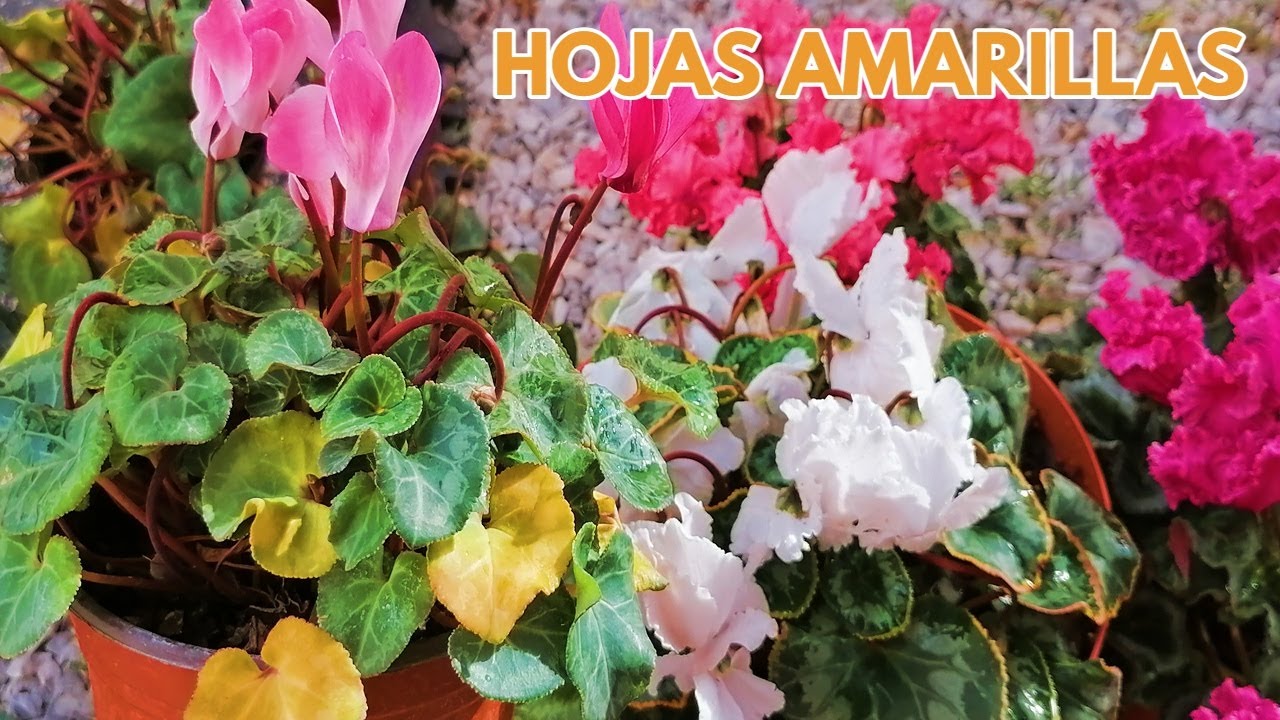 cyclamen hojas amarillas chuyito jardinero