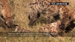 Hyenas on baby giraffe kill HD