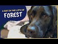 A day in the life of Forest | A guide dog in training