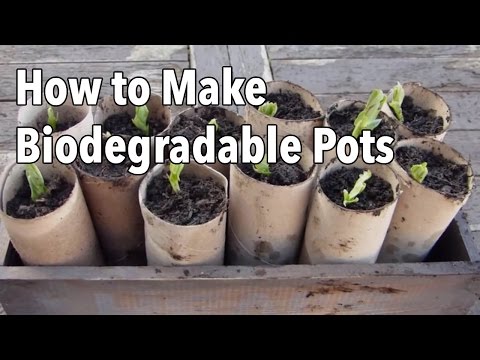 Video: How to make a seedling cup?