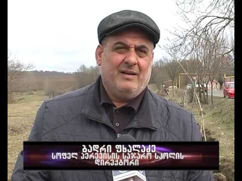 ქარსაცავის ზოლების გაშენება განახლდა-იმერვიზია 2015