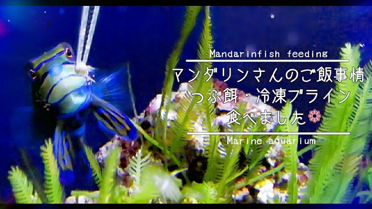 オープニング 海水魚 イシヨウジウオ １匹 Shipsctc Org