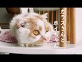 猫がアンアン言う動画