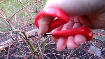 Pruning A Dense Japanese Maple Tree - (part 2 of 6)