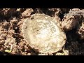 Поиск сокровищ.Коп.Серебрянные монеты.Minelab safari.