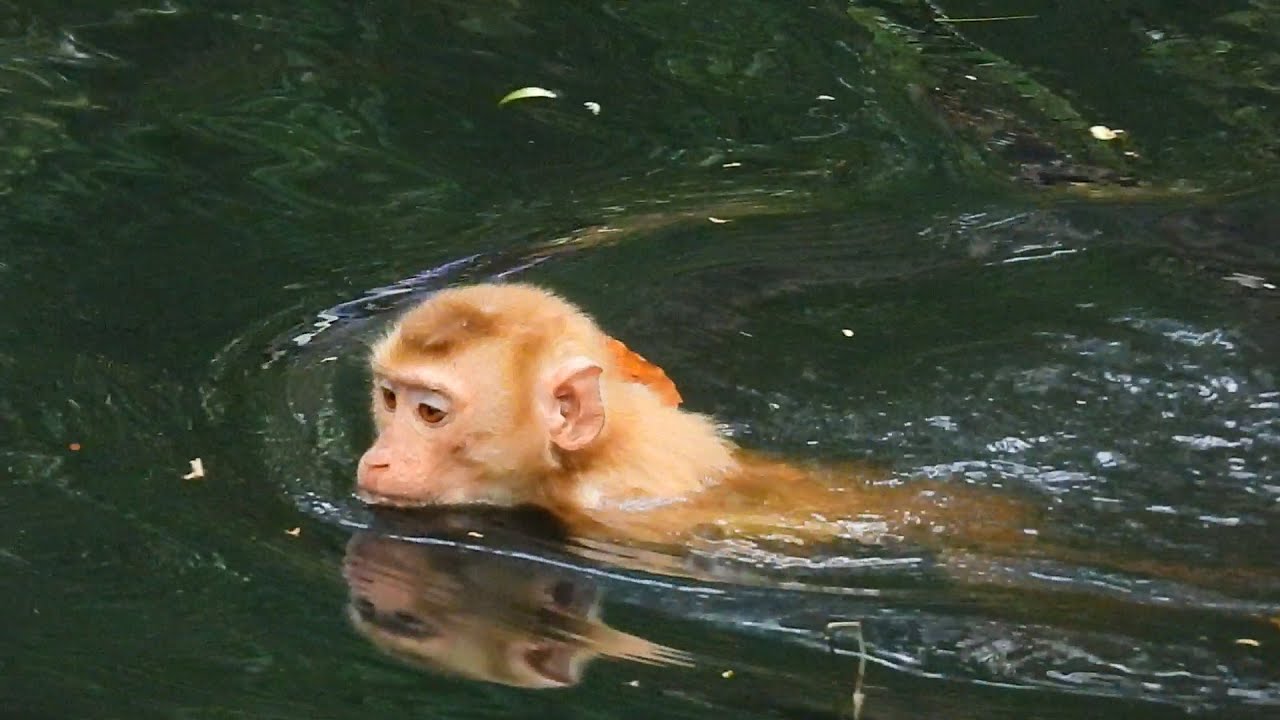 Monkeys are playing and bathing happily - YouTube