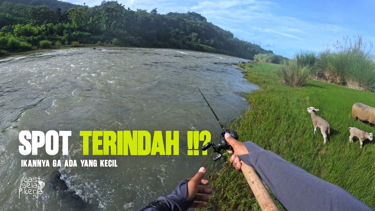 Strike Pertama Hampala Sungai Opak, Langsung Dapat Besar 😆#fishing #castinghampala #angler