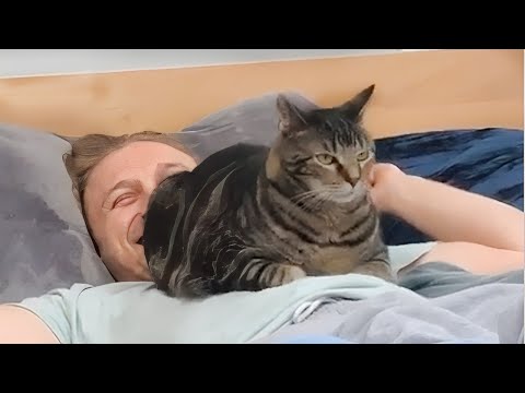 Angry Cats -