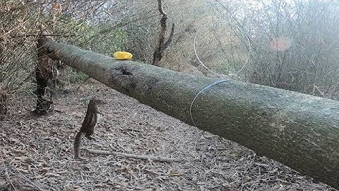 Chia Sẽ Cách Bẫy SÓC Bằng Dây Cáp 2 Thòng CỰC Kỳ Nhạy