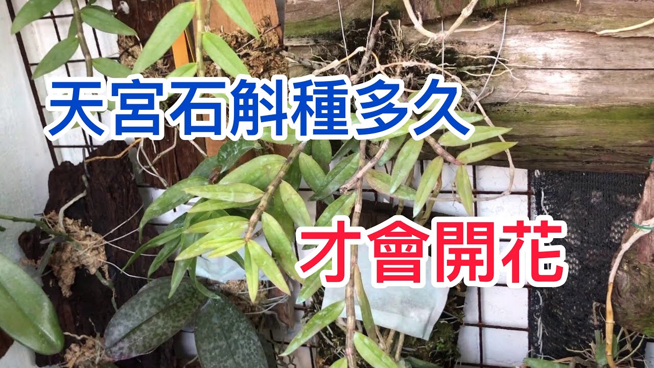 高芽上板一年的天宮長的怎麼樣呢 上板後一年的天宮石斛 石斛蘭種植 石斛蘭 上板石斛蘭 Youtube