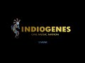 Indiogenes - Siwar