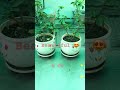 सुंदर उपवन🍁🎋🌴🌱#Boost greenery# short video 🌲🌵￼