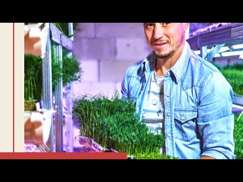 Video: Rödbeta Med Rucola På Kvass