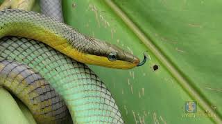 Green Rat Snake using his tongue to taste the air!