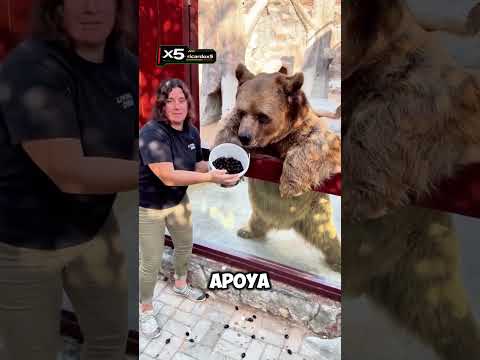 Esta cuidadora está alimentando a un oso gigante 😱#shorts